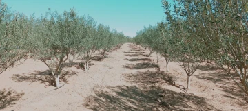 Vente Terrain Agricole Djelfa Hassi bahbah 17