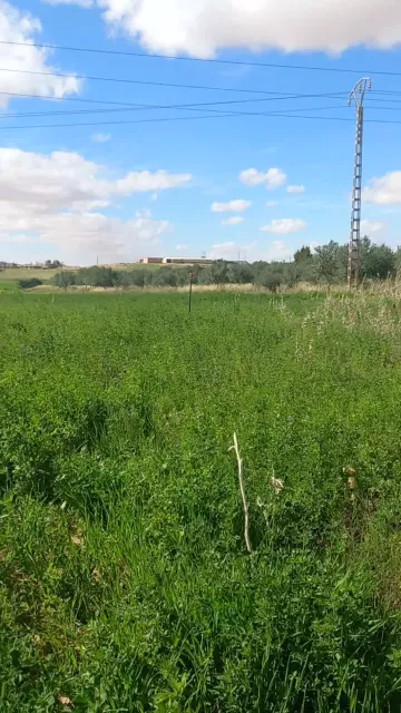 Vente Terrain Agricole Djelfa Djelfa 25