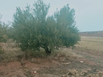 Vente Terrain Agricole Djelfa Benhar 3