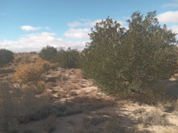 Vente Terrain Agricole Djelfa Djelfa 23