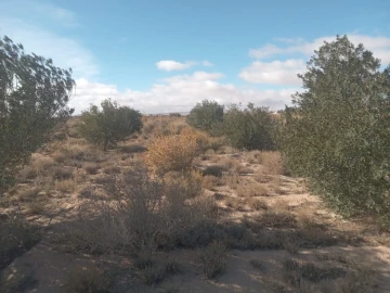 Vente Terrain Agricole Djelfa Djelfa