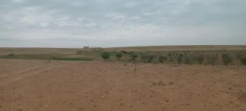 Vente Terrain Agricole Djelfa Birine