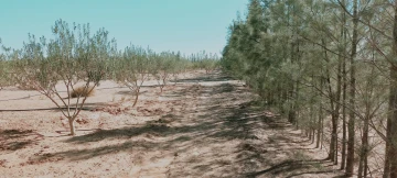 Vente Terrain Agricole Djelfa Hassi bahbah 16
