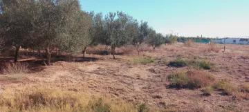 Vente Terrain Agricole Djelfa Ain oussara 11