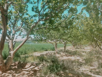 Vente Terrain Agricole Djelfa Djelfa 4