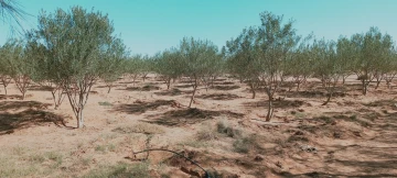 Vente Terrain Agricole Djelfa Hassi bahbah 48