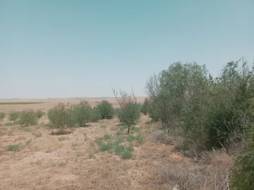 Vente Terrain Agricole Djelfa Birine 4