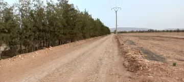 Vente Terrain Agricole Djelfa Ain oussara 3