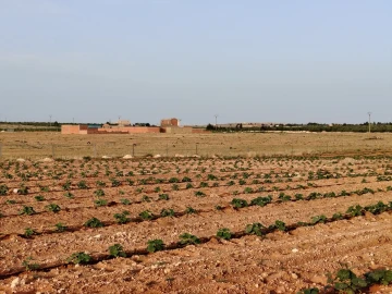 Vente Terrain Agricole Djelfa Hassi bahbah 2