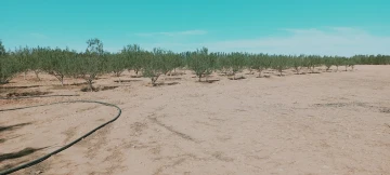 Vente Terrain Agricole Djelfa Hassi bahbah 3