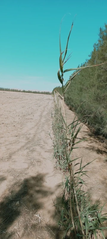 Vente Terrain Agricole Djelfa Hassi bahbah 36