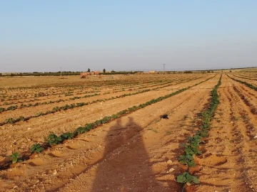 Vente Terrain Agricole Djelfa Hassi bahbah 26