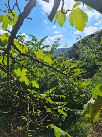Vente Terrain Annaba Seraidi 7
