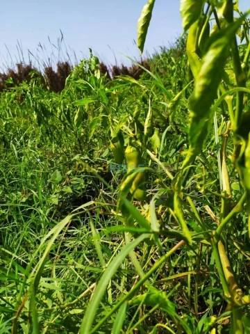Vente Terrain Agricole Alger Zeralda 12