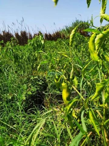 Vente Terrain Agricole Alger Zeralda 14