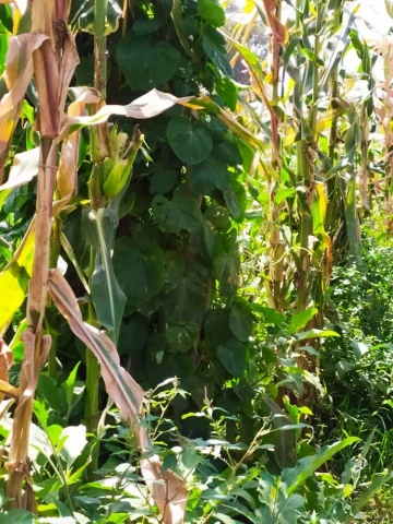 Vente Terrain Agricole Alger Zeralda 17