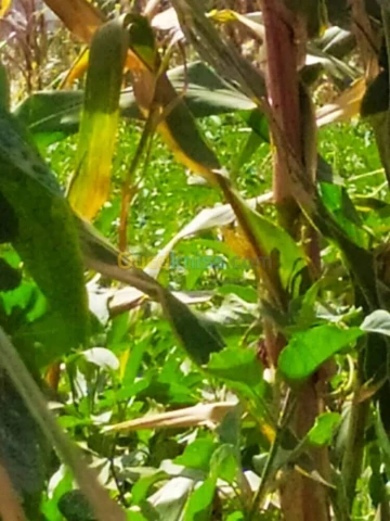 Vente Terrain Agricole Alger Zeralda 15