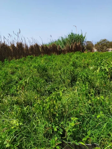 Vente Terrain Agricole Alger Zeralda 5