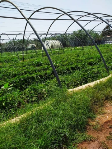 Vente Terrain Agricole Alger Zeralda 12