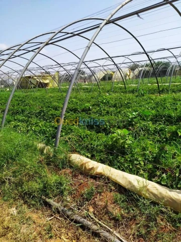 Vente Terrain Agricole Alger Zeralda 6