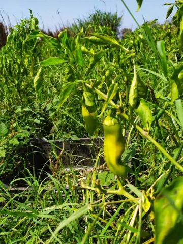 Vente Terrain Agricole Alger Zeralda 9