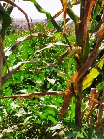 Vente Terrain Agricole Alger Zeralda 5