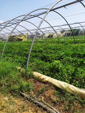 Vente Terrain Agricole Alger Zeralda 3