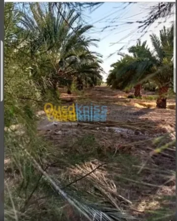 Vente Terrain Agricole Biskra Oumache 5