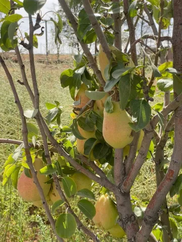 Vente Terrain Agricole Djelfa Djelfa 4