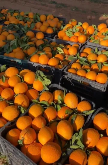 Vente Terrain Agricole Tlemcen Hennaya 2