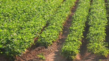 Vente Terrain Agricole Tlemcen Hennaya 4