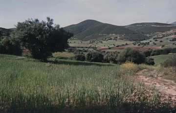 Vente Terrain Agricole Guelma Heliopolis 2