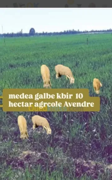 Vente Terrain Agricole Médéa El guelbelkebir 8