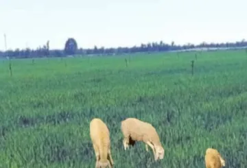 Vente Terrain Agricole Médéa El guelbelkebir 4