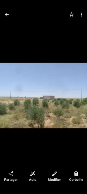 Location Terrain Agricole Djelfa Birine