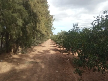 Vente Terrain Agricole Blida Chiffa 3