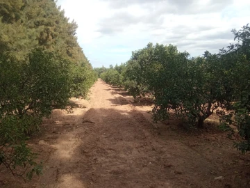 Vente Terrain Agricole Blida Chiffa 5
