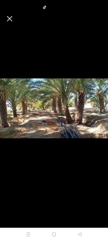 Vente Terrain Biskra Sidi okba 4