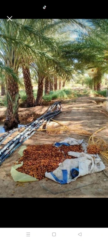 Vente Terrain Biskra Sidi okba 7