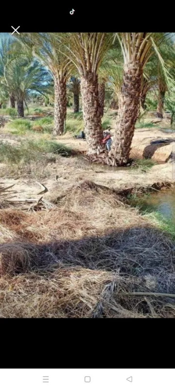 Vente Terrain Biskra Sidi okba