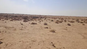 Vente Terrain Agricole Biskra Mlili