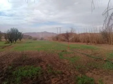 Vente Terrain Agricole Naâma Sfissifa 3