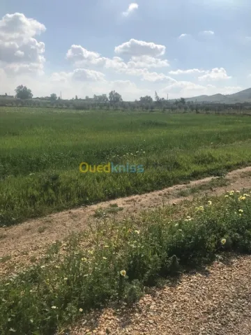 Vente Terrain Agricole Aïn Defla Djelida 2