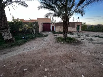Vente Terrain Agricole Laghouat Laghouat 4