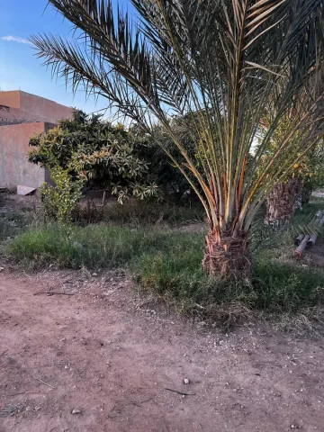 Vente Terrain Agricole Laghouat Laghouat 3