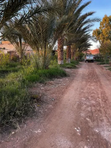 Vente Terrain Agricole Laghouat Laghouat