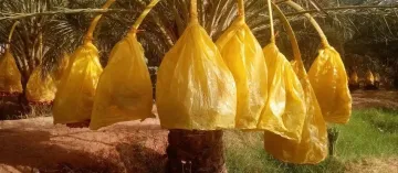 Vente Terrain Agricole Biskra Tolga 3