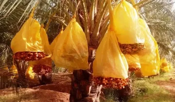 Vente Terrain Agricole Biskra Tolga 2