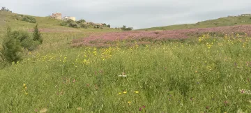 Vente Terrain Boumerdès Dellys