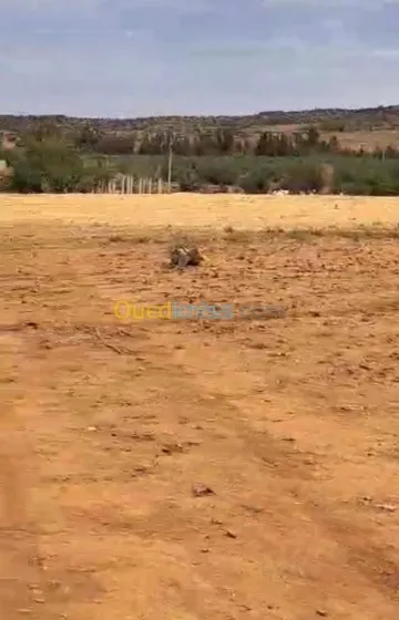 Vente Terrain Saïda Saida 7